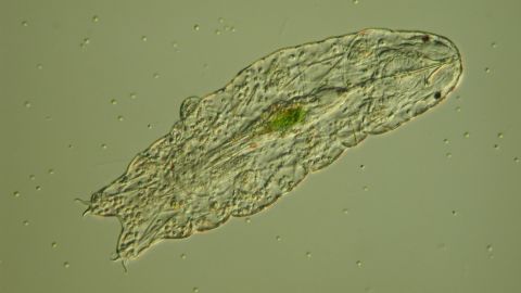 Tardigrades could outlive us by 10 billion years, one recent study found.