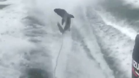 The video shows a struggling shark being towed behind a boat at high speeds. 