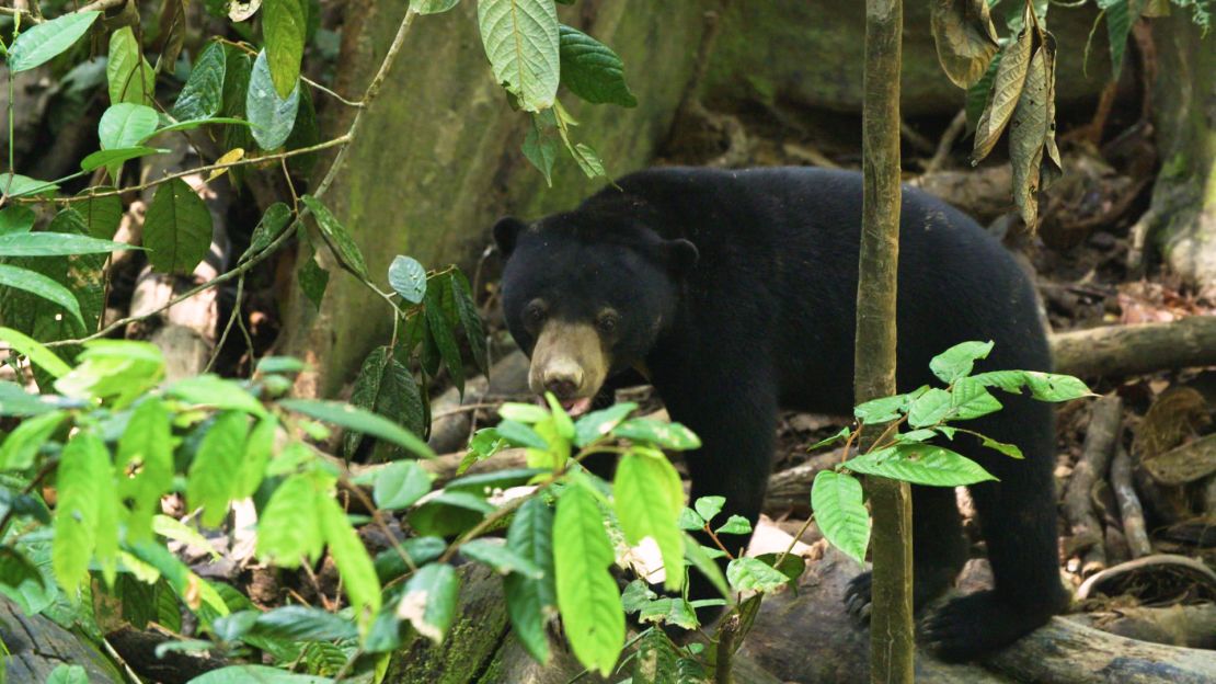 A sun bear explores the forest at the Bornean Sun Bear Conservation Centre.