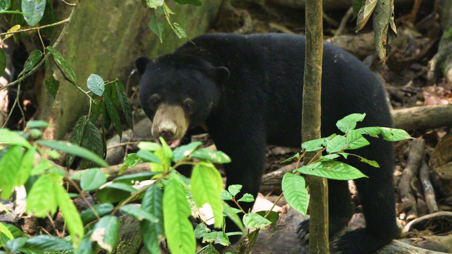 A sun bear explores the forest at the Bornean Sun Bear Conservation Centre.