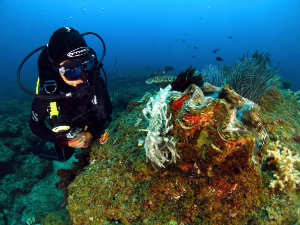 At the Littledale Shoals, divers will find clusters of giant clams among the coral reefs.
