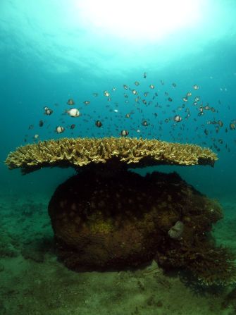 A table coral at Pelong East, just off the coast. As it's only six meters deep, this site is often used for dive courses and training.