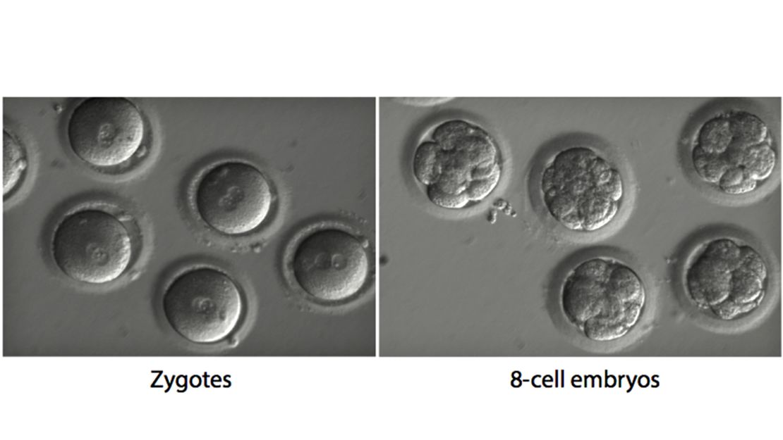 Newly fertilized eggs before gene editing, left, and embryos after gene editing and a few rounds of cell division.