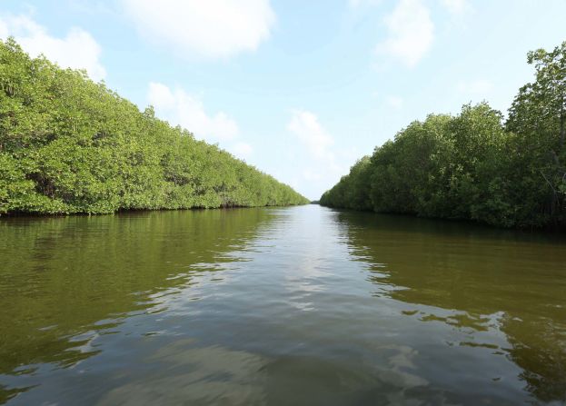<strong>Sri Lanka waters: </strong>While the country's pristine beaches are the hottest draw, the shallow, shore-hugging waters where mangrove forests grow are also worth exploring. 