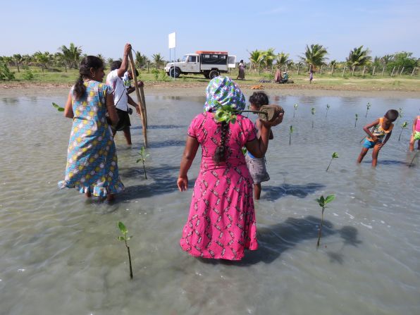 <strong>NGO-led conservation:</strong> In an effort to promote conservation, California-based Seacology has teamed up with Sri Lankan NGO Sudeesa to educate Sri Lankans about the importance of mangroves. 