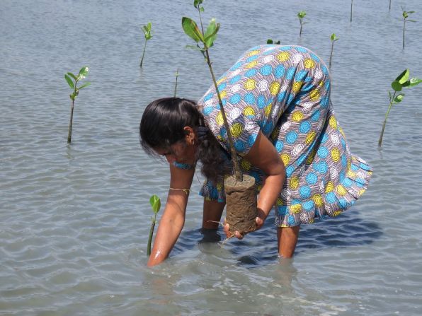 <strong>Empowering women:</strong> The organizations provide small-business tools and micro loans to 15,000 local women in exchange for their commitment to help conserve, rehabilitate and replant the mangrove forests that grow along the country's coasts. 