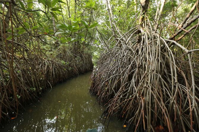 <strong>Mangrove swamp:</strong> Sri Lanka is home to 29 species of mangroves, which provide critical shelter for young fish and sequester up to 50 times more carbon dioxide than other kinds of forests. This makes them indispensable in combating climate change.  