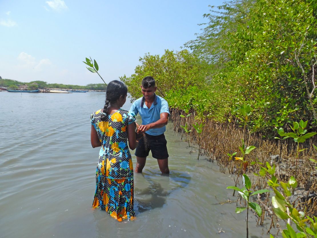 Sri Lanka's navy has been enlisted to help plant mangroves.  