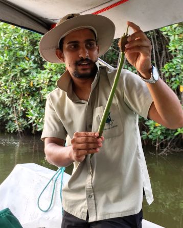 <strong>Mangrove seed pod:</strong> Muthurajawela Visitor Centre guide Amal Priyankara holds up a rhizophora mangrove seed pod. The seeds float along the current before lodging into the lagoon's mud floor, where it takes root and grows. 