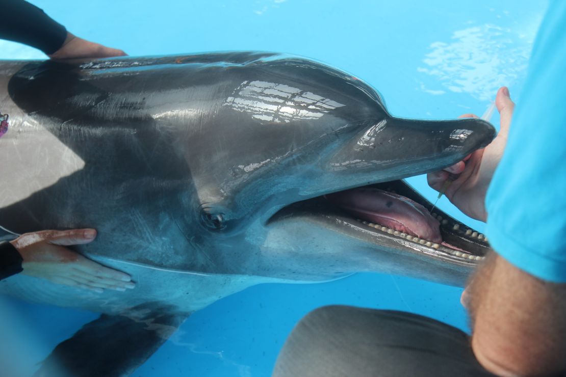 Dumisa, a bottlenose dolphin, opens her mouth to accept an injection from Ocean Park chief veterinarian Paolo Martelli.