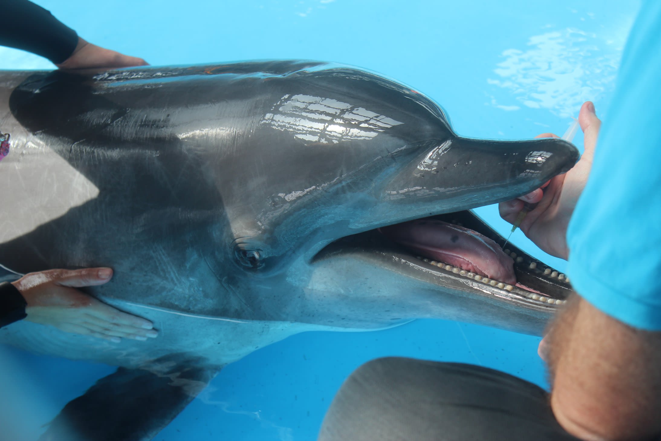 Dolphin mouths house 'dark matter of the biological world'