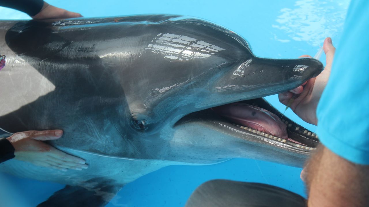 Dumisa, a bottlenose dolphin, opens her mouth to accept an injection from Ocean Park chief veterinarian Paolo Martelli.