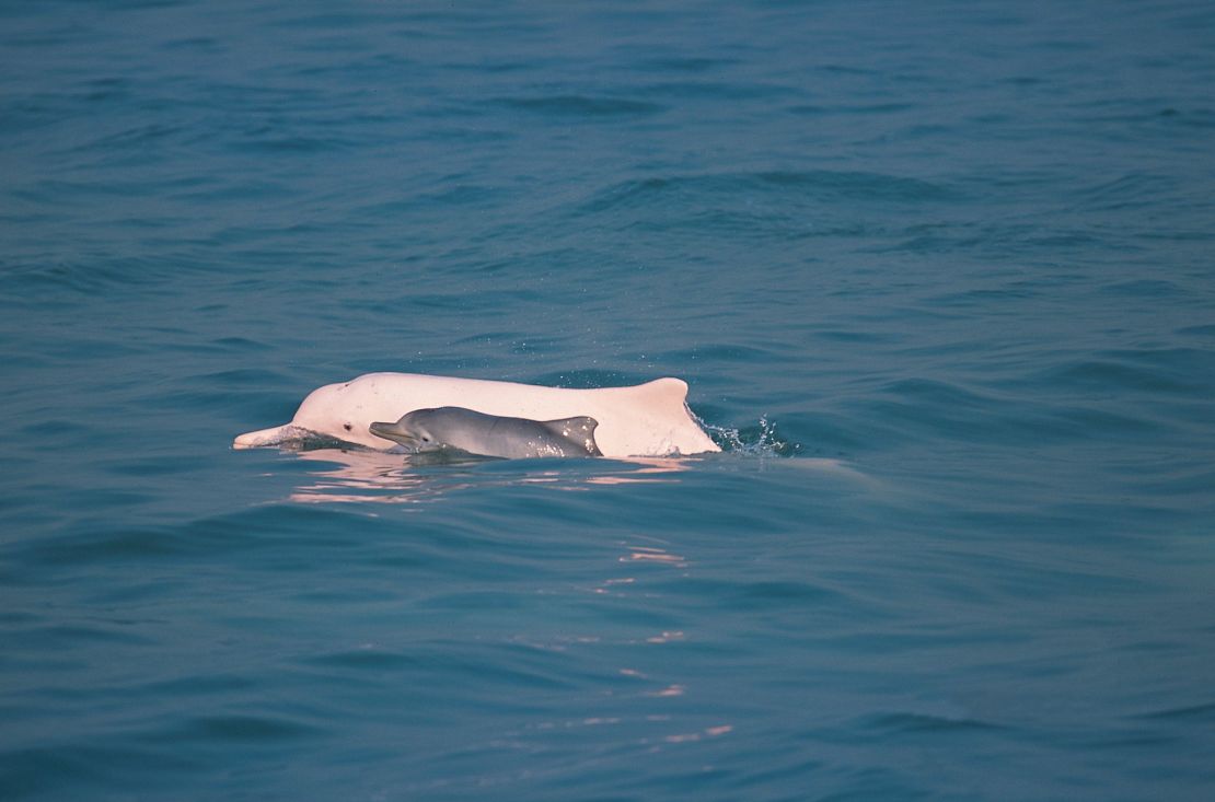 A Chinese white dolphin and her calf seen in the waters of Hong Kong.