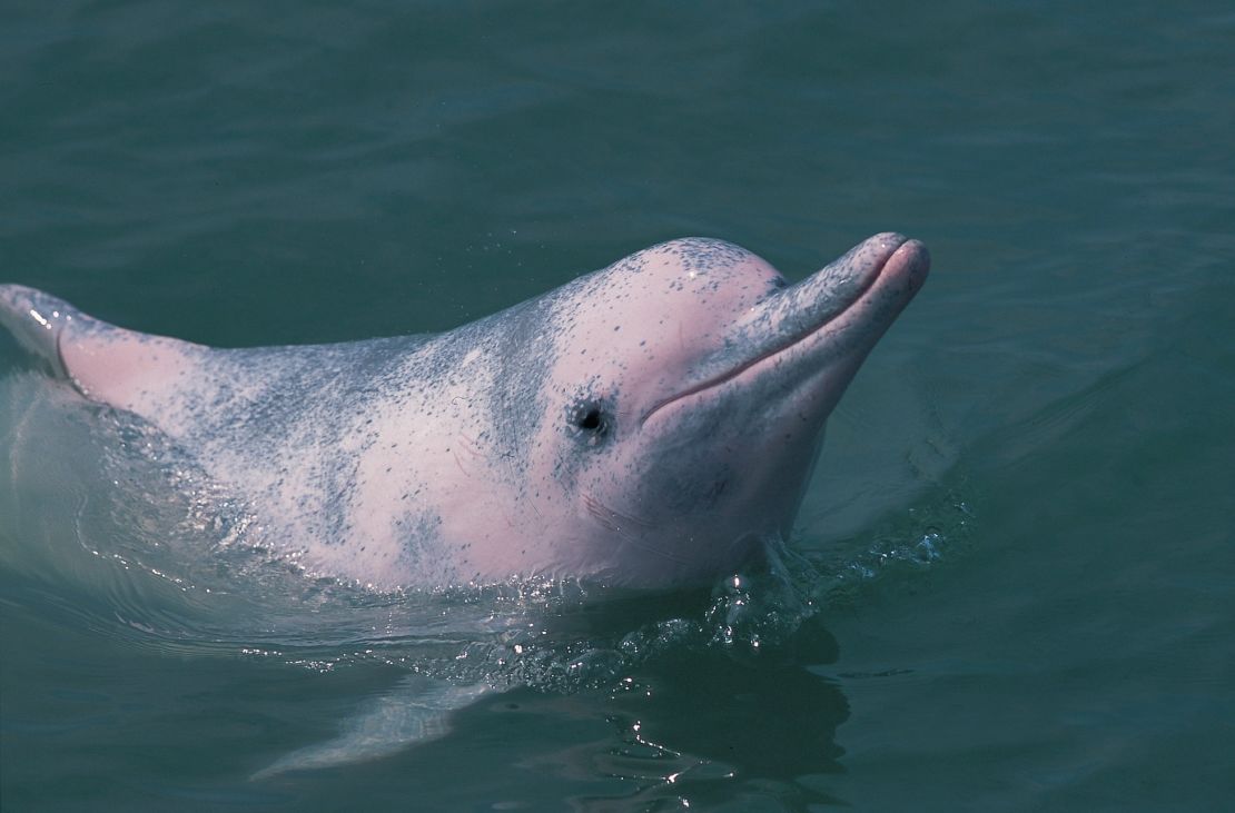 A Chinese white dolphin seen in the waters of Hong Kong. The species is facing a number of threats that may see the local population wiped out.