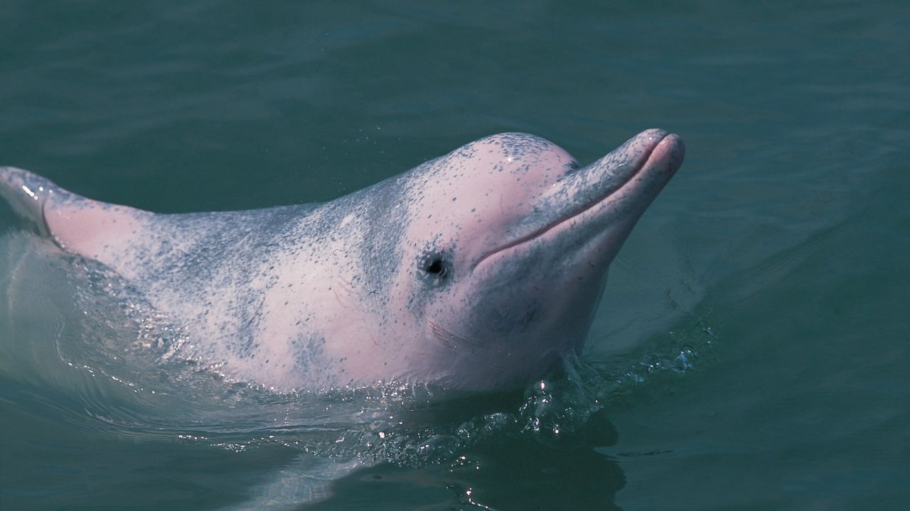 A Chinese white dolphin seen in the waters of Hong Kong. The species is facing a number of threats that may see the local population wiped out.
