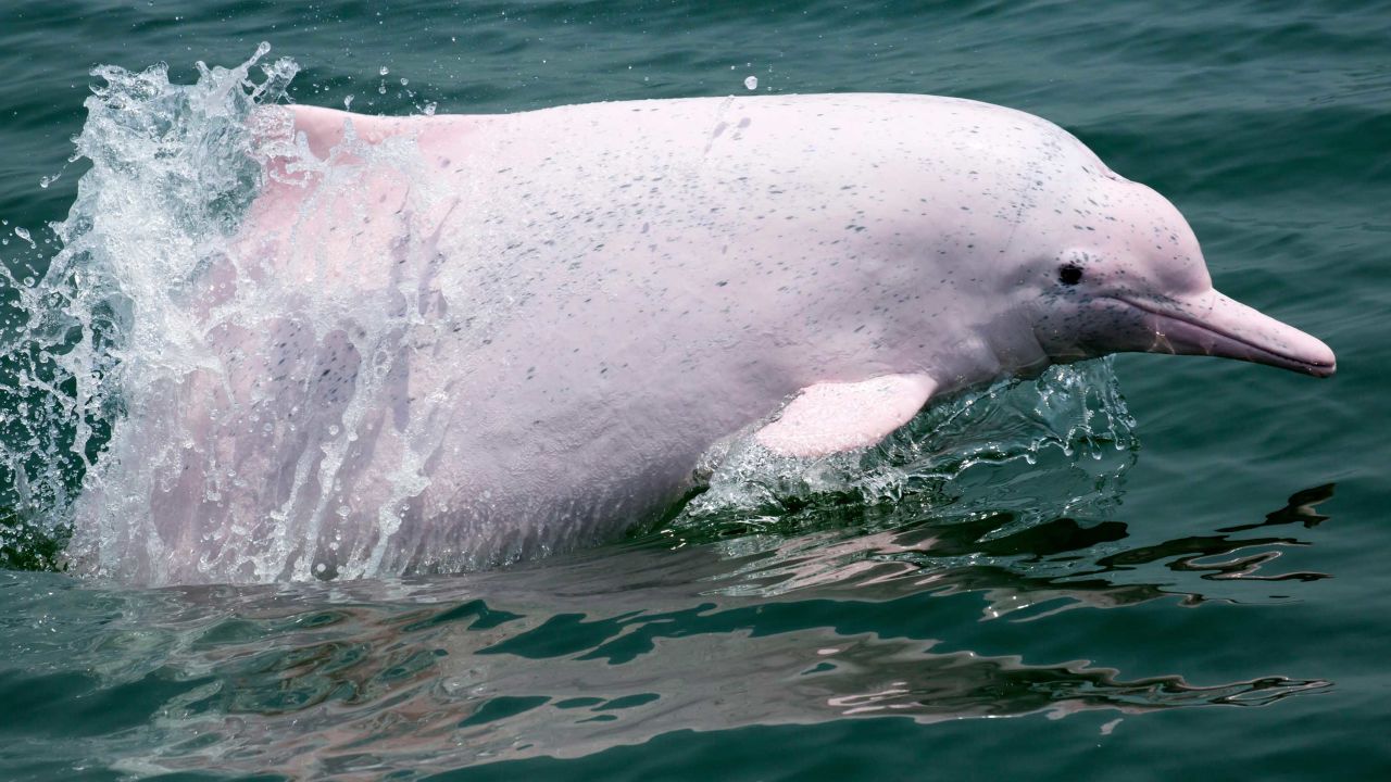 A Chinese white dolphin seen in the waters around Hong Kong.