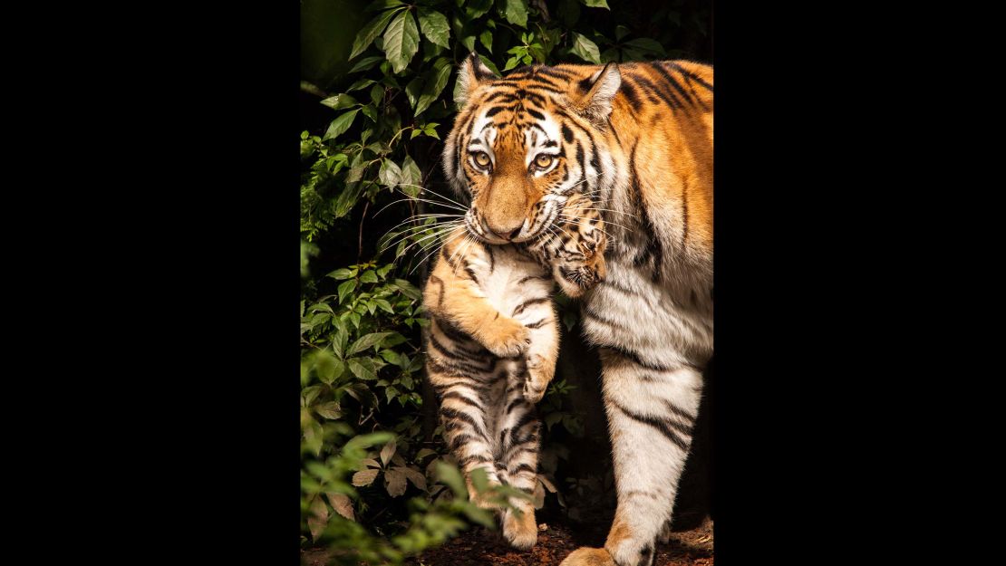 01 tiger cubs