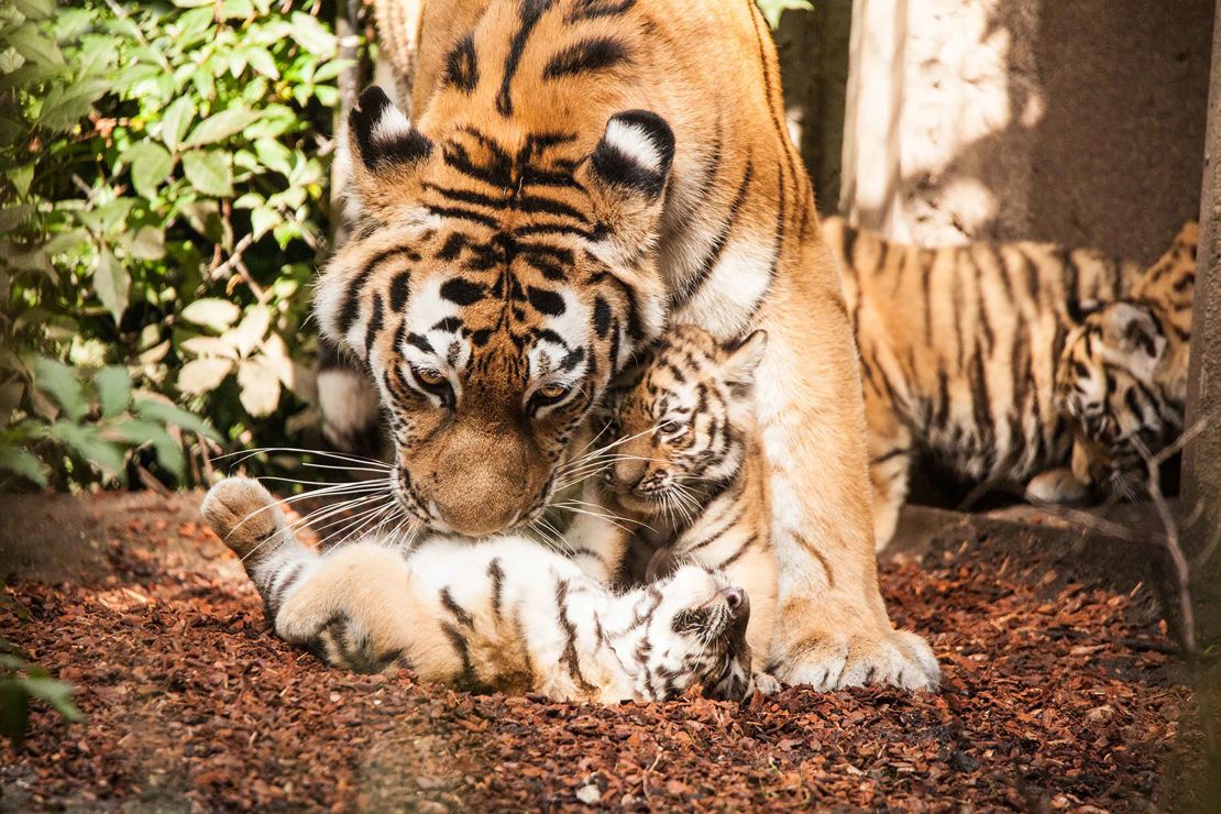 02 tiger cubs