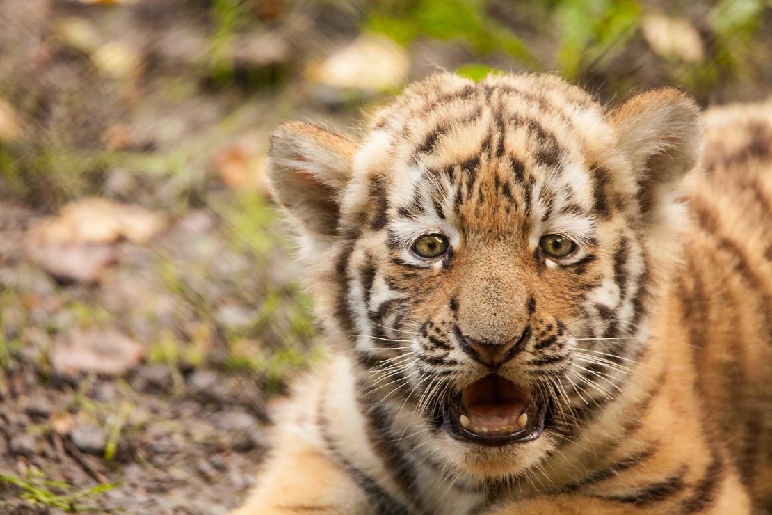03 tiger cubs