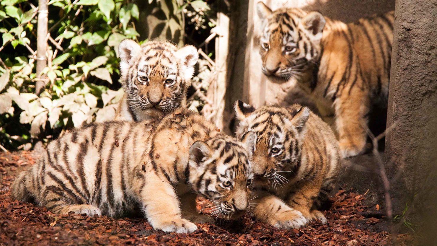 The quadruplets, born in June, made their first outdoor appearance on Thursday.