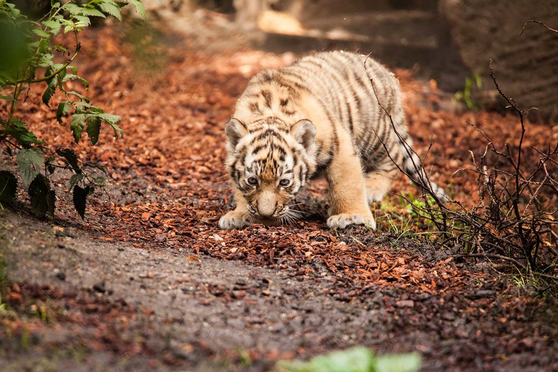 05 tiger cubs