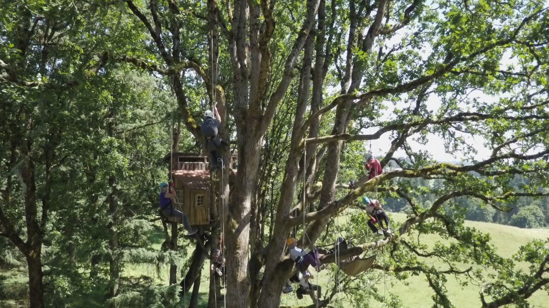 Tree climbing students all climb at once.