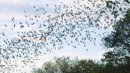 bat flight austin