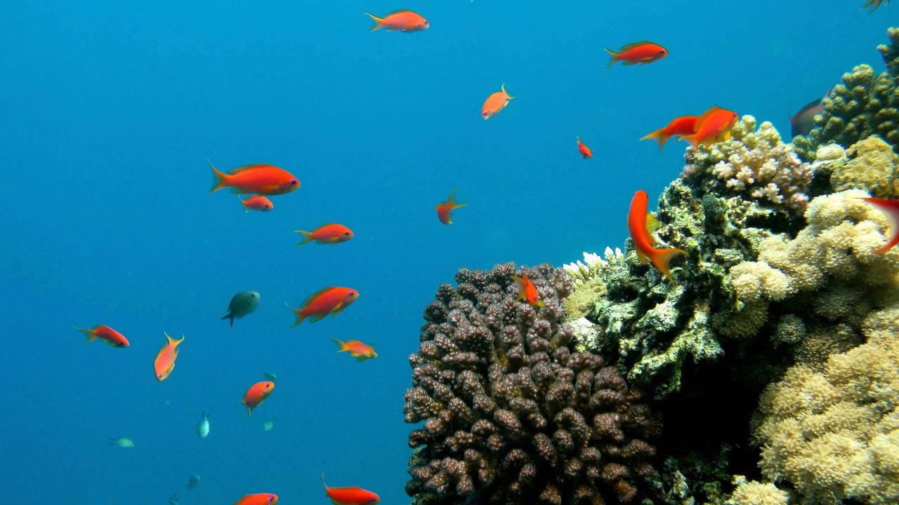 Fish swim near coral reefs off the Obhor coast, 30 kms north of the Red Sea city of Jeddah, on June 2, 2008. AFP PHOTO/HASSAN AMMAR (Photo credit should read HASSAN AMMAR/AFP/Getty Images)