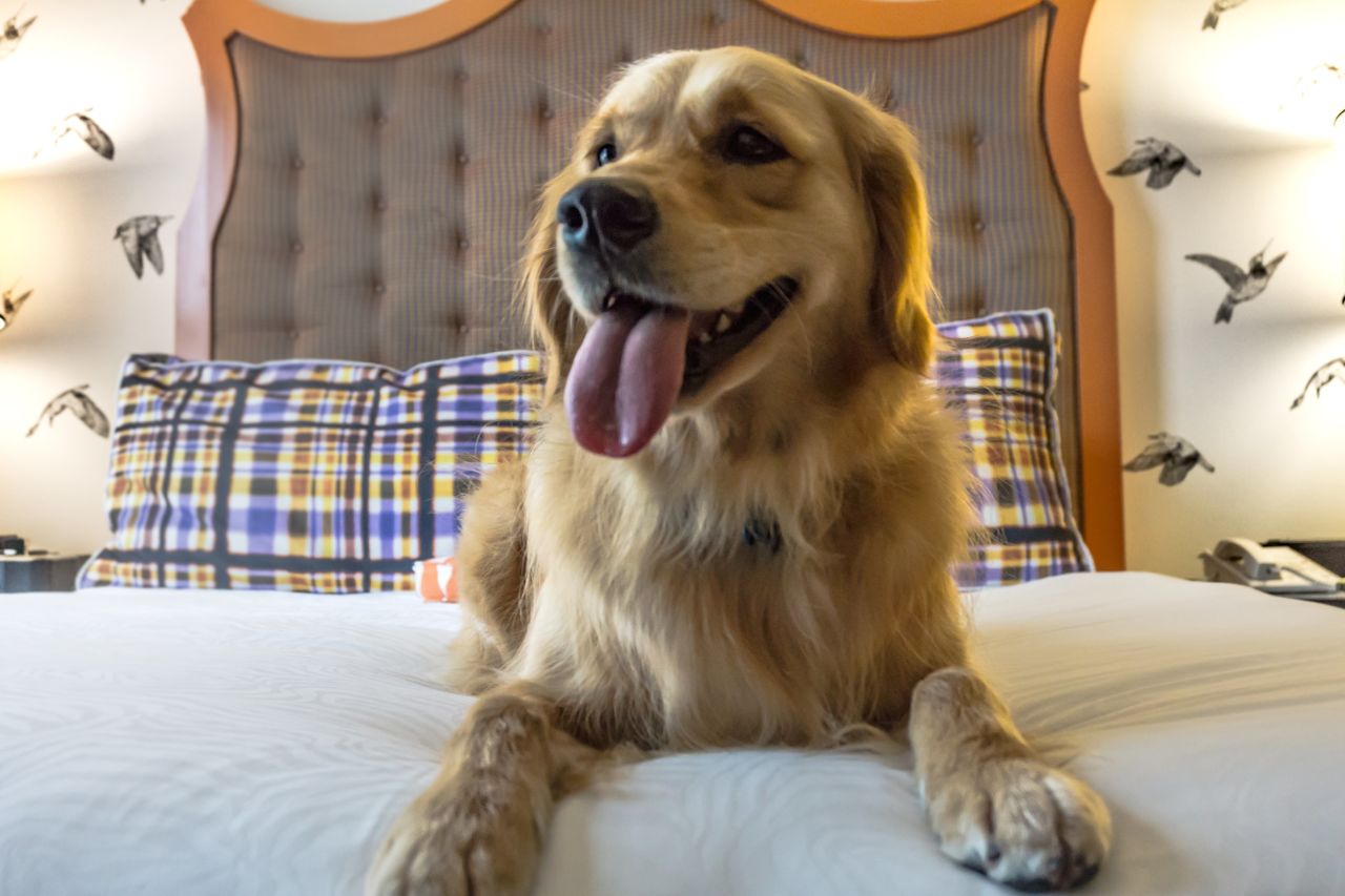 <strong>Kimpton Hotels, USA:</strong> Pets at Kimpton Hotels have an official job title: director of pet relations. At the Portland branch, this honor goes to Dakota, a golden retriever originally from Australia. "Dakota once swam with dolphins and maintains her water-loving ways stateside," says Allison Ferré, regional PR manager at Kimpton Hotels.