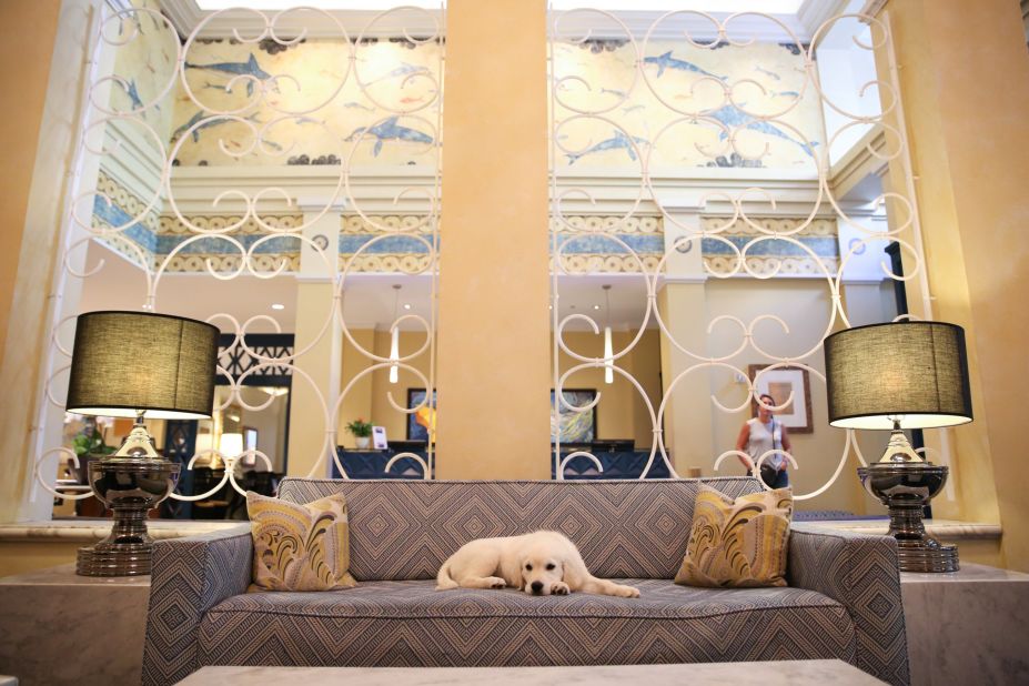 <strong>Kimpton Hotels, USA:</strong> Meanwhile over in Seattle, dog Alex is the hotel's mascot. The hotel company also encourages guests to bring their own pet: "If the pet can fit through the hotel doors, they're welcome to stay," says Meredith Black, communications coordinator for Kimpton Hotels.  