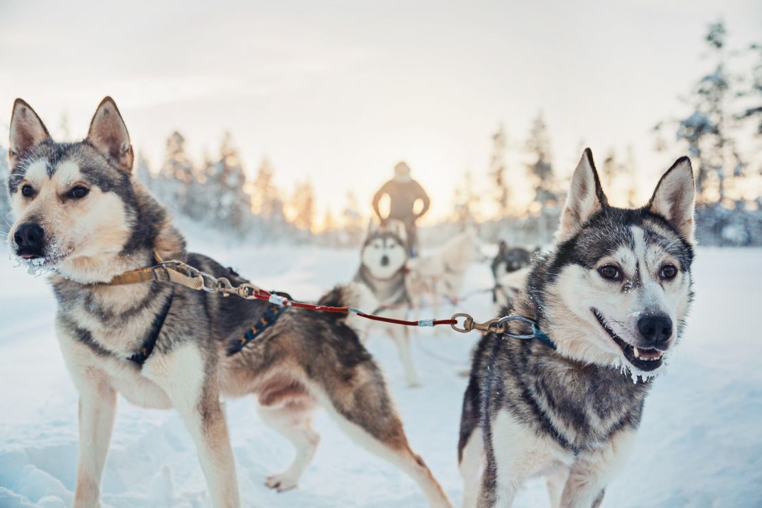 Fancy a husky ride? This is the place for you.