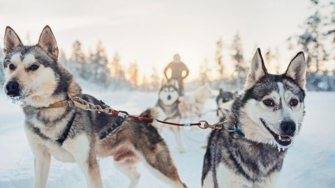 Fancy a husky ride? This is the place for you.