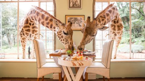 Share your breakfast with giraffes at Giraffe Manor