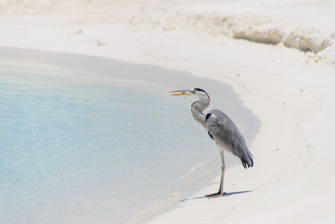 Holiday with herons in the Maldives.