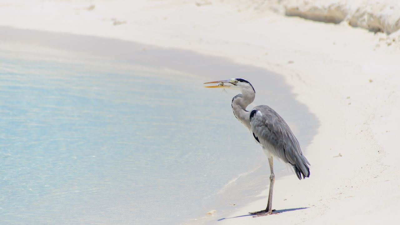 Holiday with herons in the Maldives.