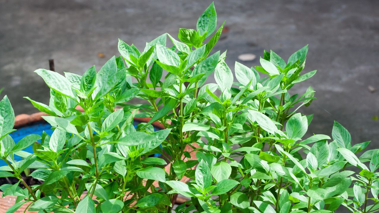 Holy basil, sometimes known as hot basil, is revered by Hindus and used in Ayurvedic medicine as a way to counter life's stresses. Studies have shown that chemicals in the herb may decrease blood sugar, reduce anxiety and depression, lessen stress and improve sleep, while its high antioxidant properties have researchers looking into the impact of holy basil oil on certain cancers.<br /><br />Avoid the herb when pregnant, when breast-feeding or two weeks before any surgery: It has anti-blood-clotting effects, and its use during pregnancy has not been studied.