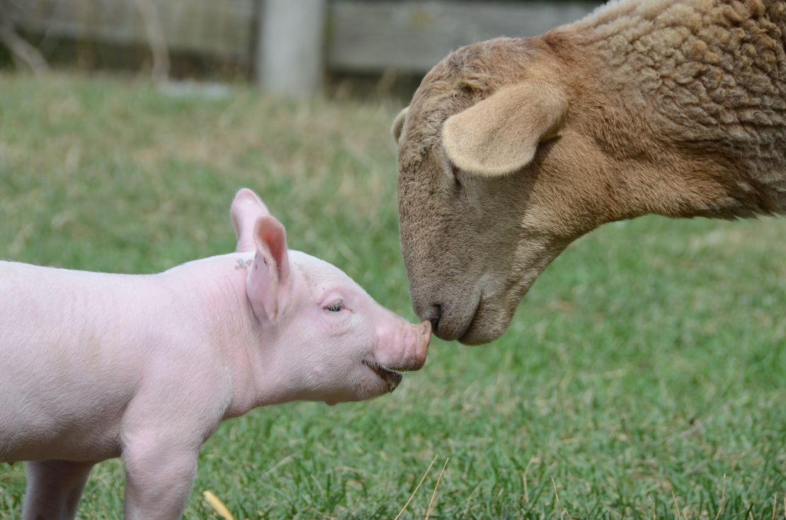 Going snout-to-snout at New York's Farm Sanctuary.