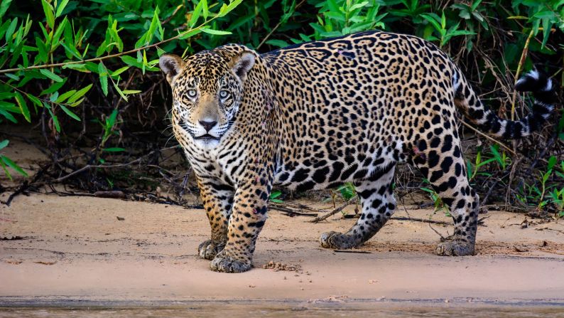 <strong>13. See an amazing animal in the wild.</strong> Jaguars are a big draw in <a href="index.php?page=&url=http%3A%2F%2Fwww.cnn.com%2Ftravel%2Farticle%2Fbrazil-pantanal-wetlands%2Findex.html">Brazil's Pantanal wetlands</a>. <em>Photo from Shutterstock</em>