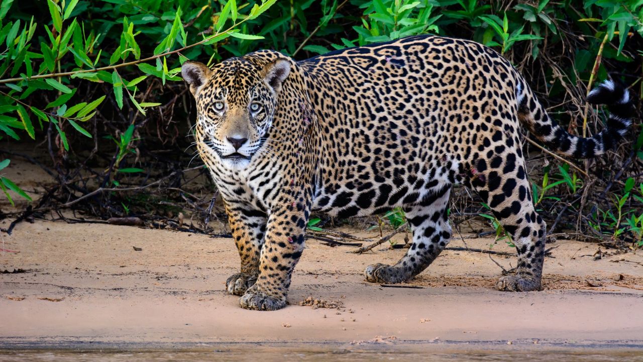 <strong>13. See an amazing animal in the wild.</strong> Jaguars are a big draw in <a href="http://www.cnn.com/travel/article/brazil-pantanal-wetlands/index.html">Brazil's Pantanal wetlands</a>. <em>Photo from Shutterstock</em>