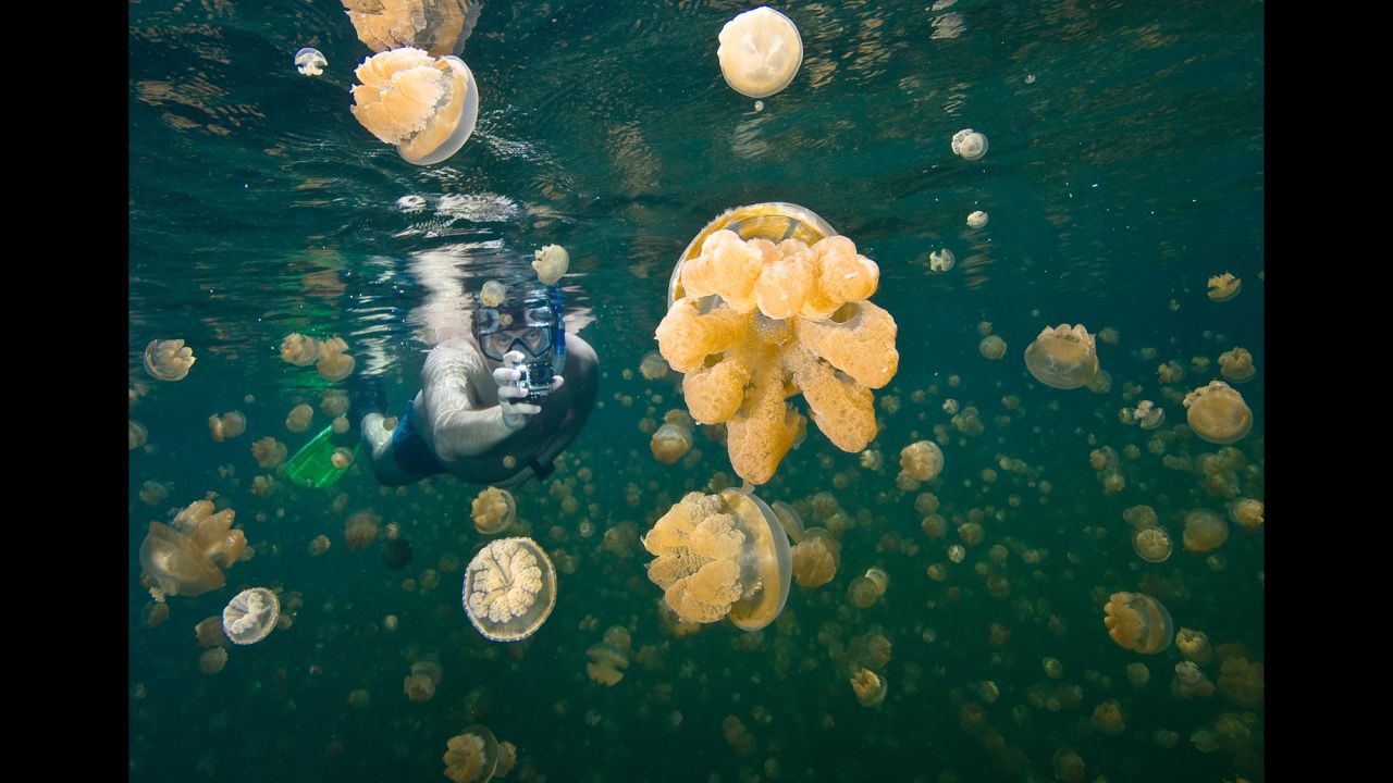 <strong>15. Have a one-of-a-kind aquatic experience. </strong>Jellyfish Lake, Palau, produces close encounters with mesmerizing aquatic creatures. <em>Photo from Shutterstock</em>