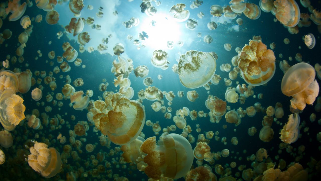 Millions of benign jellyfish fill a marine lake in the Republic of Palau.  