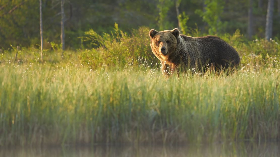 There's no match for seeing a majestic creature in the wild.