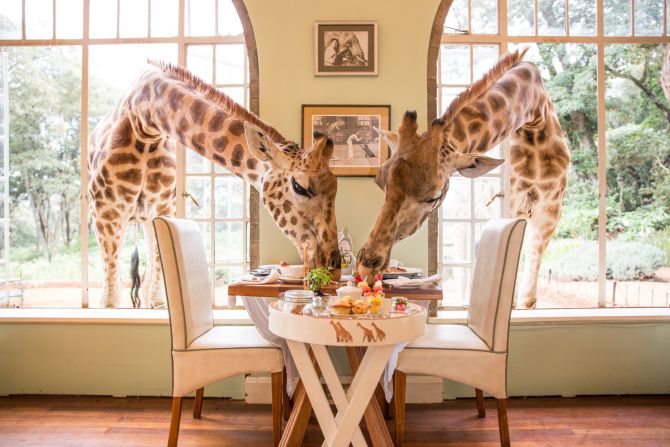 <strong>Giraffe Manor, Nairobi, Kenya:</strong> The name says it all: Giraffe Manor is a sprawling 12-acre resort -- home to lots of giraffes. Twice a day, over breakfast and afternoon tea, the giraffes visit the manor's dining room.