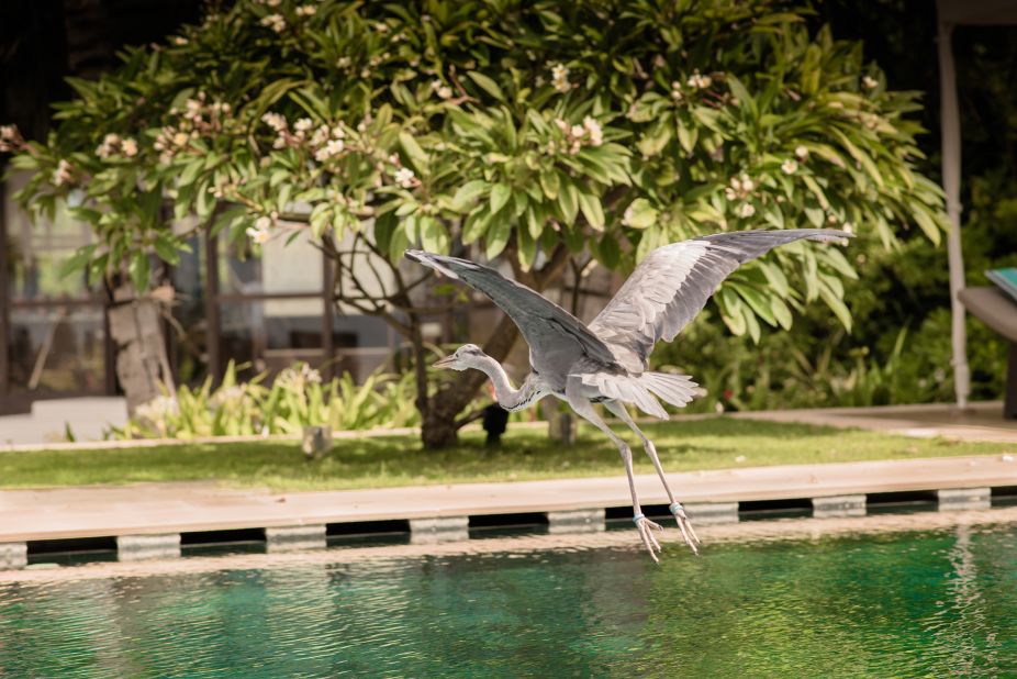 <strong>Jumeirah Vittaveli, The Maldives:</strong> High-end resort Jumeirah Vittaveli has pet herons that live on the private island. The venue has 89 villas, each of which has a private pool and direct beach access -- so you could have a heron visitor at any moment.