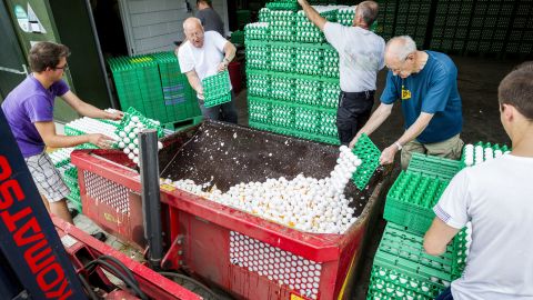 Dutch poultry farmers throw out eggs potentially contaminated by the insecticide Fipronil earlier this month. 