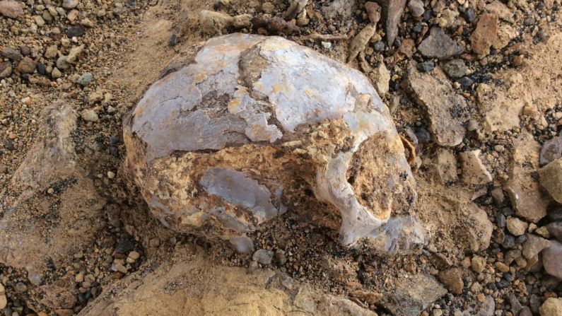 This skull, excavated in northern Kenya, belonged to a baby ape that was buried by a volcano 13 million years ago, scientists said on Wednesday, August 9. Researchers say the ancient fossil is <a href="http://www.cnn.com/videos/world/2017/08/10/alesi-ape-skull-discovery-lon-orig.cnn" target="_blank">the most well-preserved ape skull ever discovered.</a>