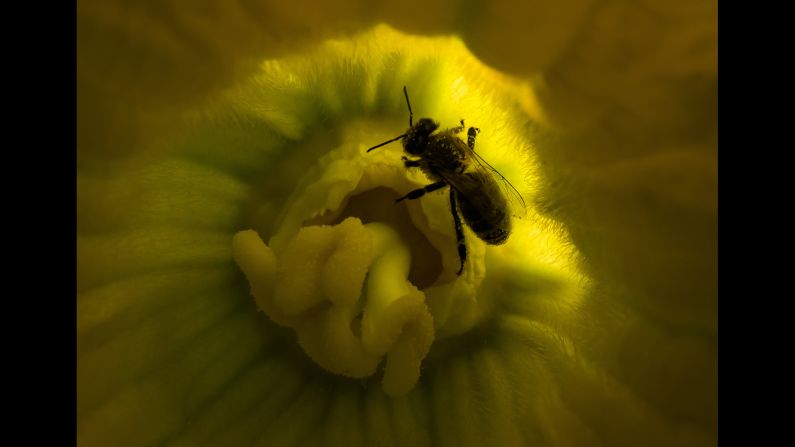 A bee gathers pollen from a marrow flower outside Moscow on Saturday, August 5.