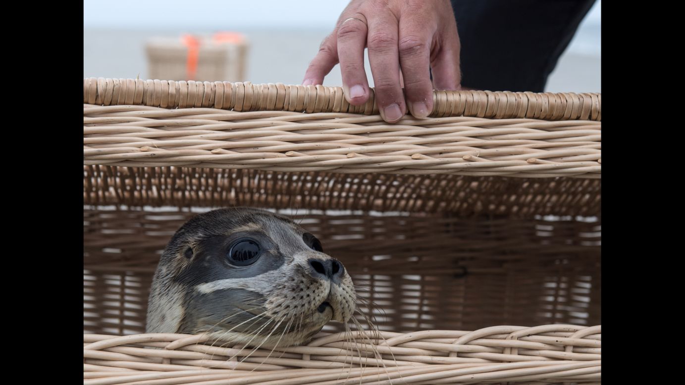 Lea, a young seal, peers out of a basket on the island of Juist, Germany, on Tuesday, August 8. She was one of three seals being released into the wild after growing up at a rescue station in Norddeich.