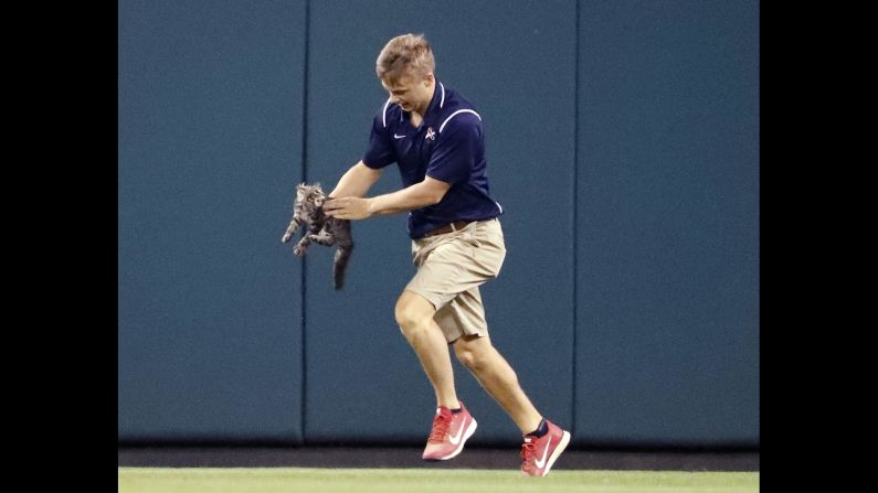 Lucas Hackmann, a member of the Busch Stadium grounds crew, removes a cat that <a href="index.php?page=&url=http%3A%2F%2Fbleacherreport.com%2Farticles%2F2726672-cardinals-hit-grand-slam-after-rally-cat-invades-field" target="_blank" target="_blank">ran onto the field</a> during the sixth inning of a St. Louis Cardinals baseball game on Wednesday, August 9. When the game resumed, Cardinals catcher Yadier Molina hit a grand slam to give the team the lead. The "Rally Cat" left Hackmann with scratch and bite injuries, the Cardinals said.