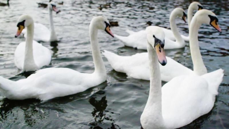 Лебединая песня фото